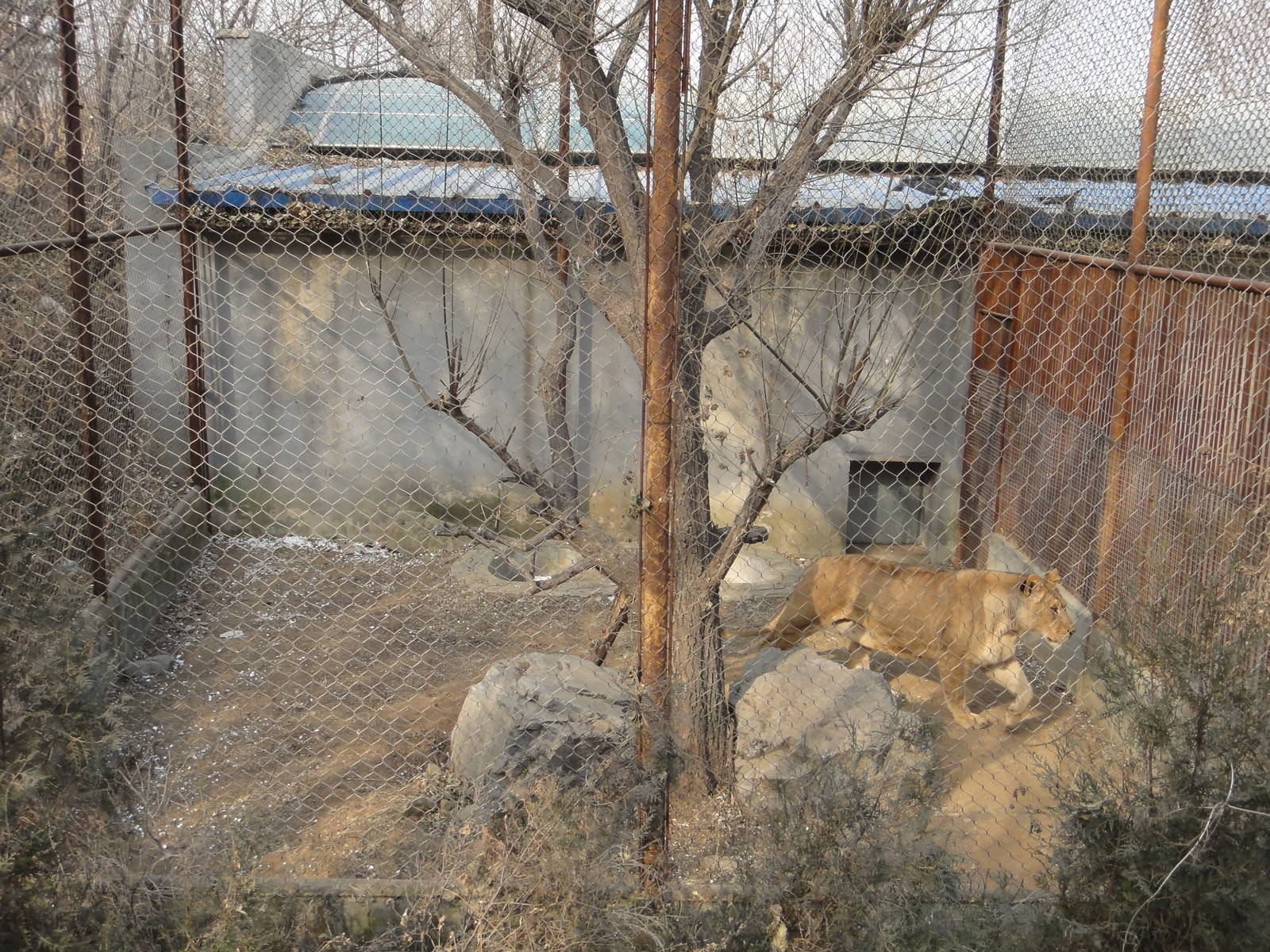 Enclosure for a lioness