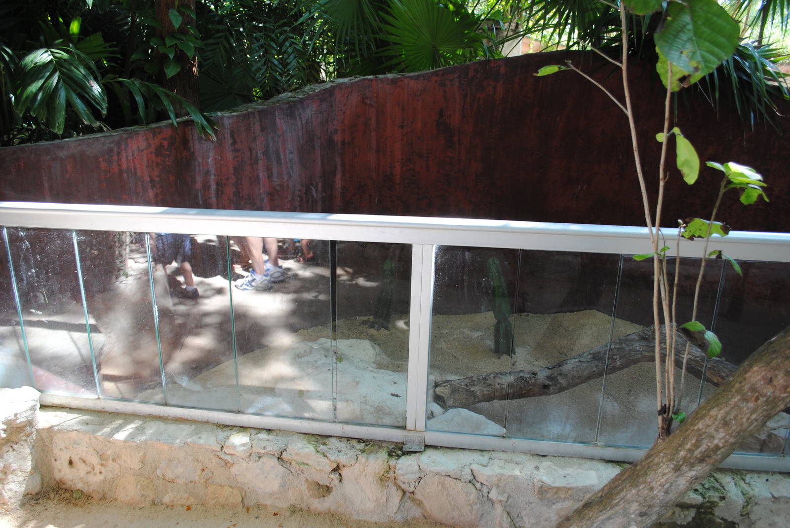 Enclosure for a Savanna Monitor