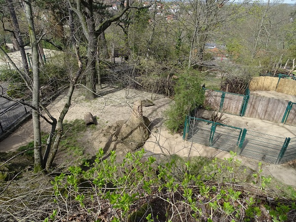 Enclosure for aardwolf (04/22)