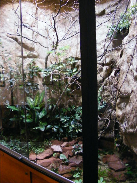 enclosure for Abronia graminea