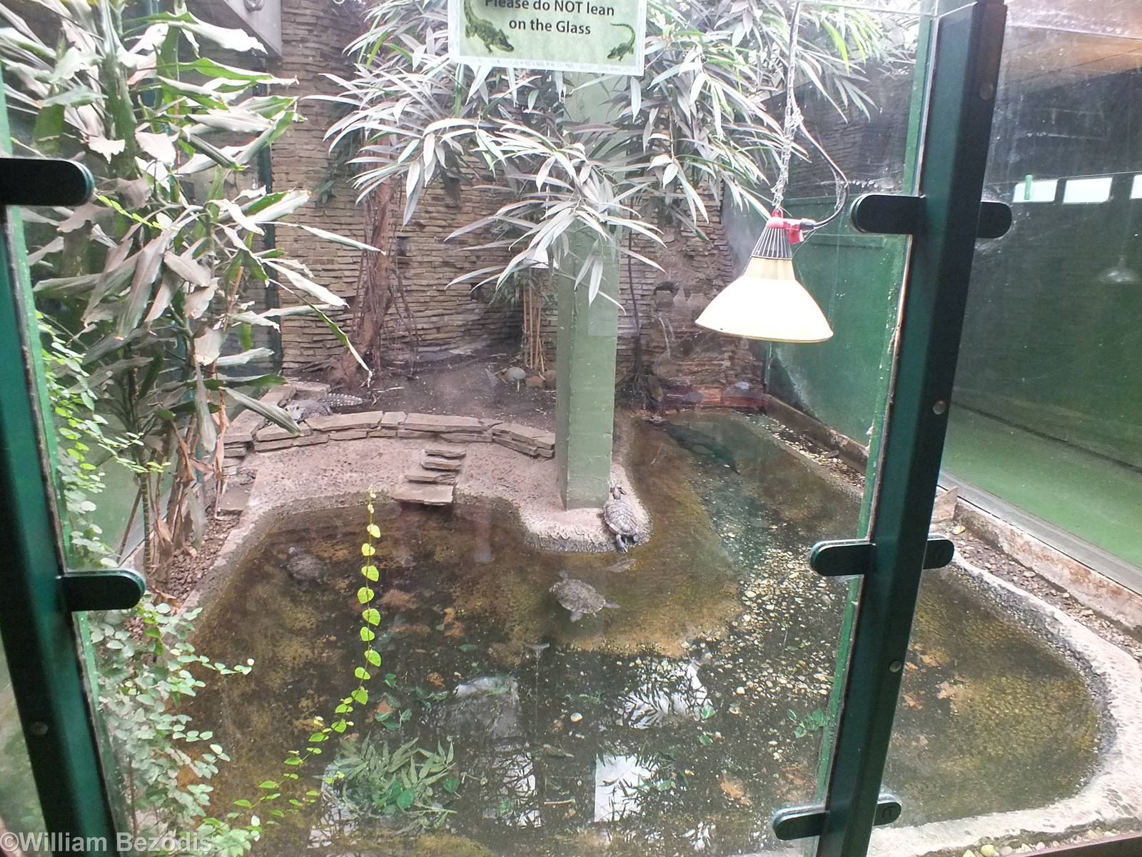 Enclosure for African Dwarf Crocodiles and Red-eared Terrapins in Underwate