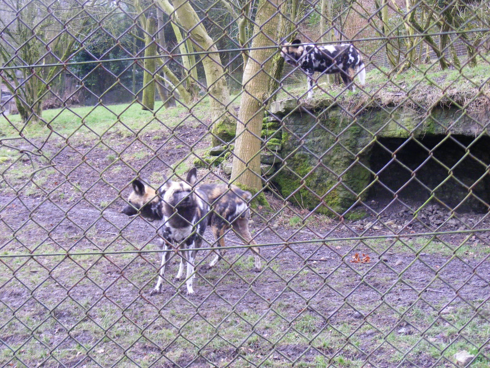 Enclosure for African hunting dogs at Dudley Zoo, 12 February 2010