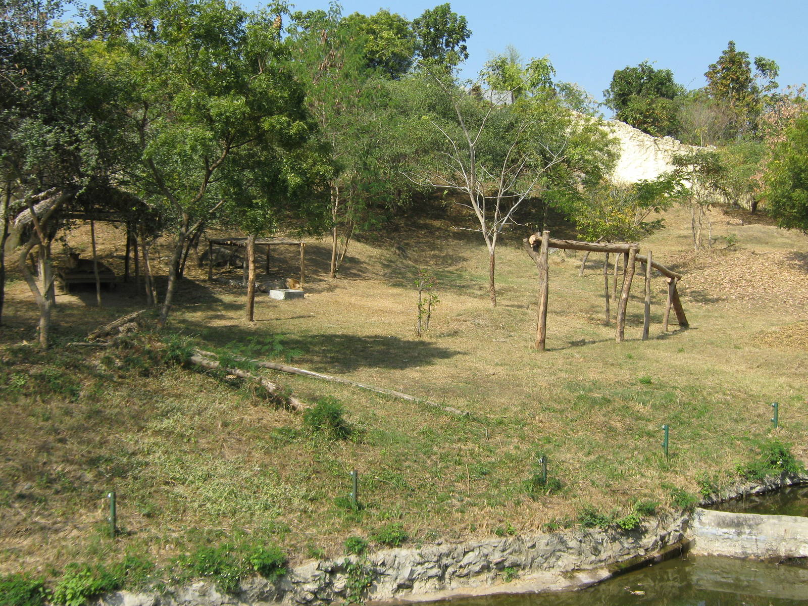 enclosure for African Lions