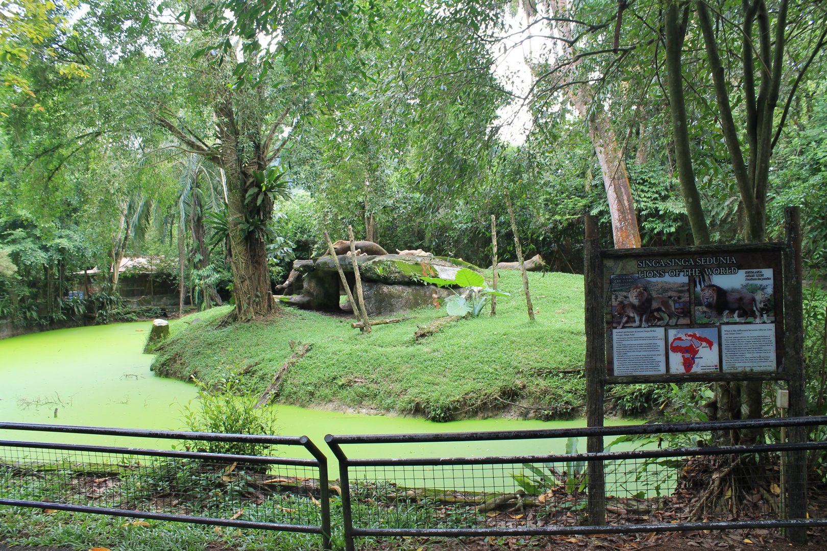 enclosure for African Lions