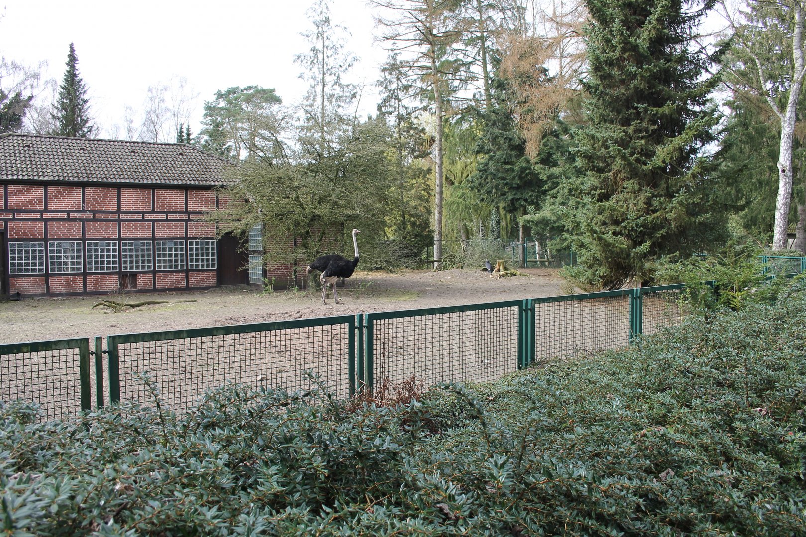 Enclosure for African ostrich and Abyssinian ground hornbill (24/3-19)