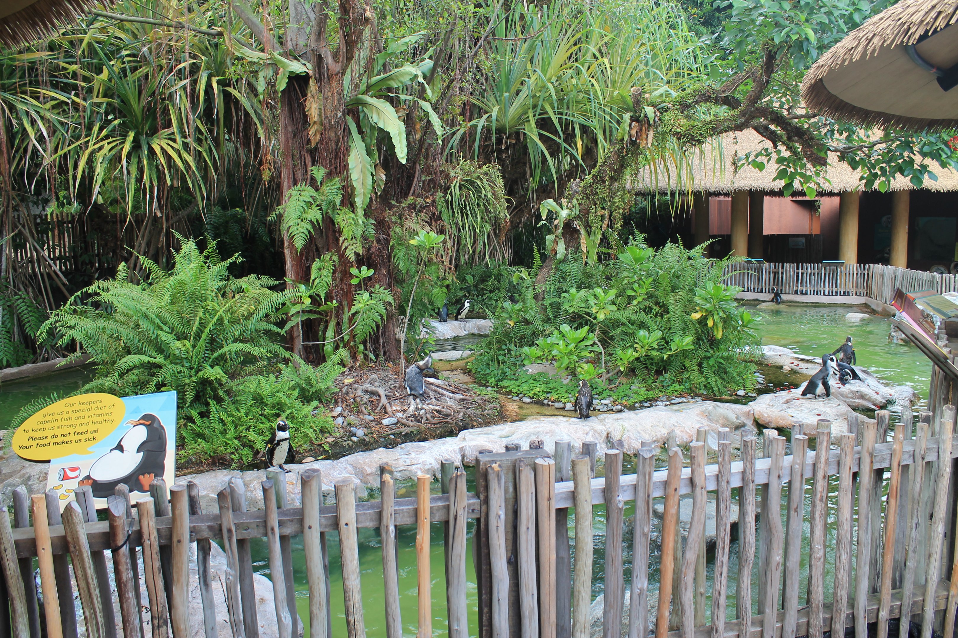 enclosure for African Penguins (Spheniscus demersus)