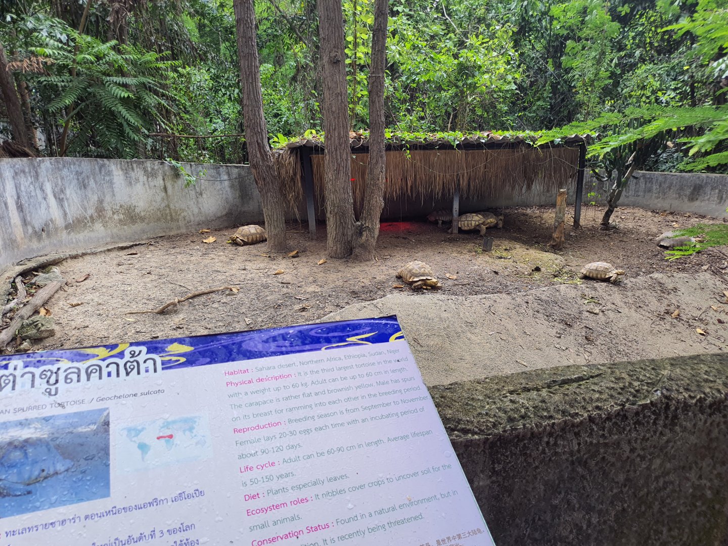 Enclosure for African Spurred Tortoises