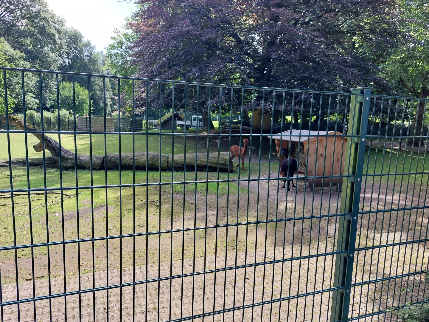 Enclosure for alpaka and Emden geese