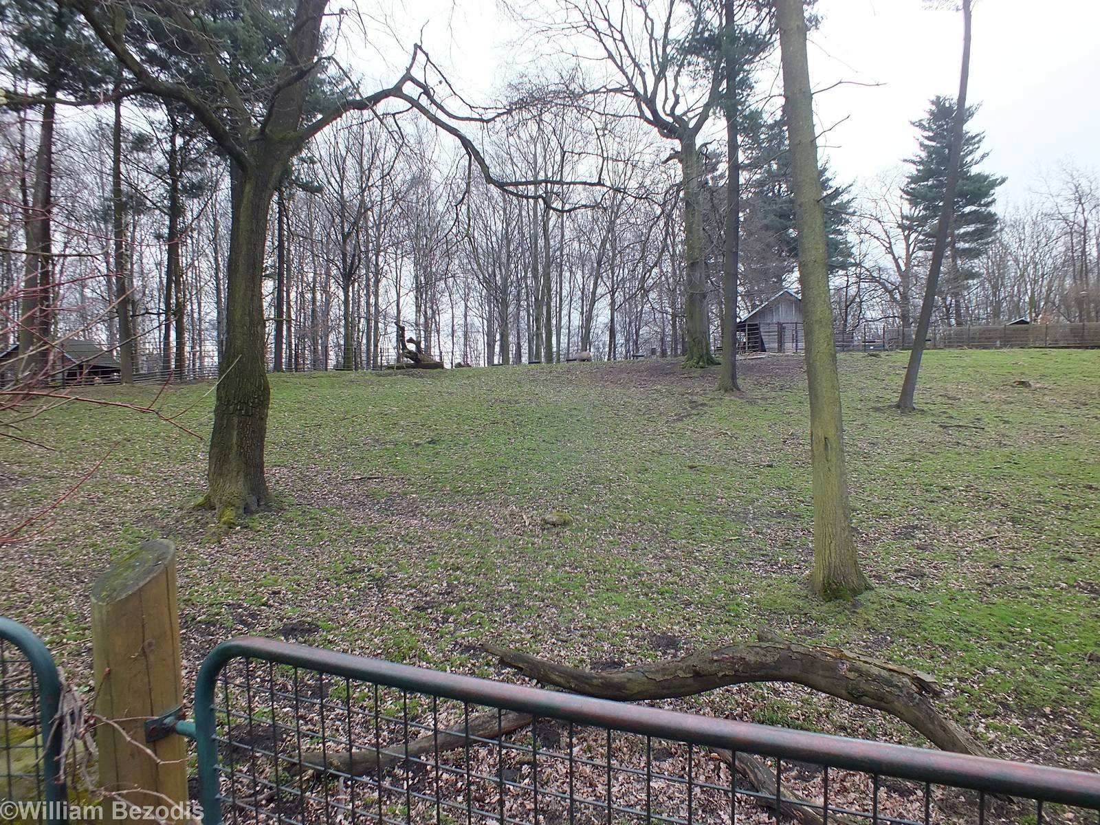 Enclosure for Altai Wapiti