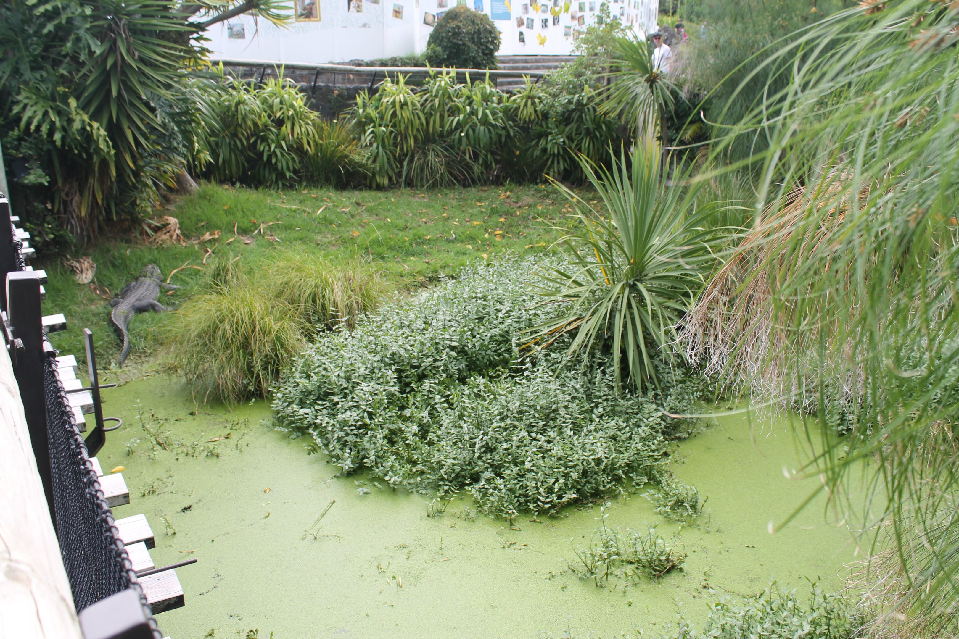 enclosure for American Alligator