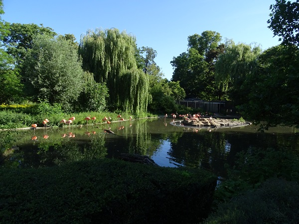 Enclosure for American flamingos (07/22)