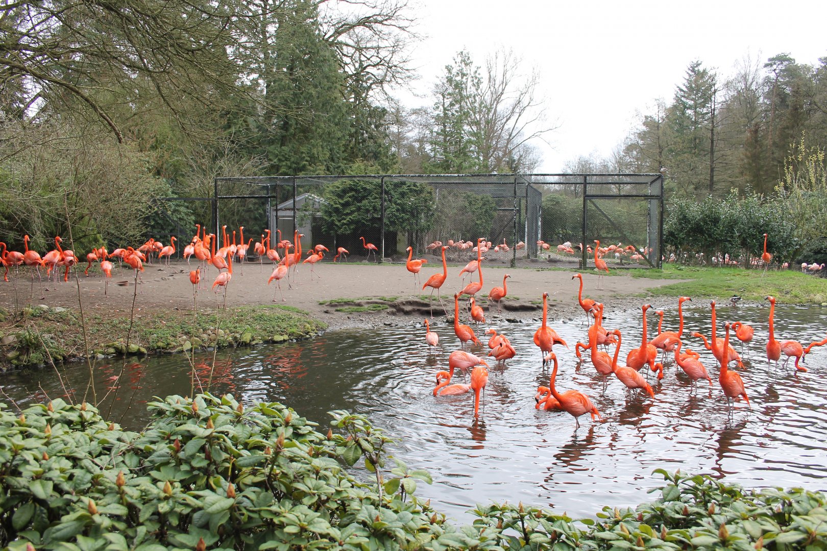 Enclosure for American flamingos (24/3-19)