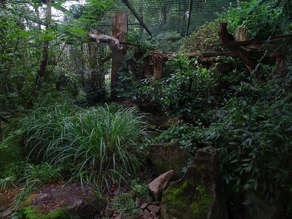 Enclosure for Amur leopard  (07/22)