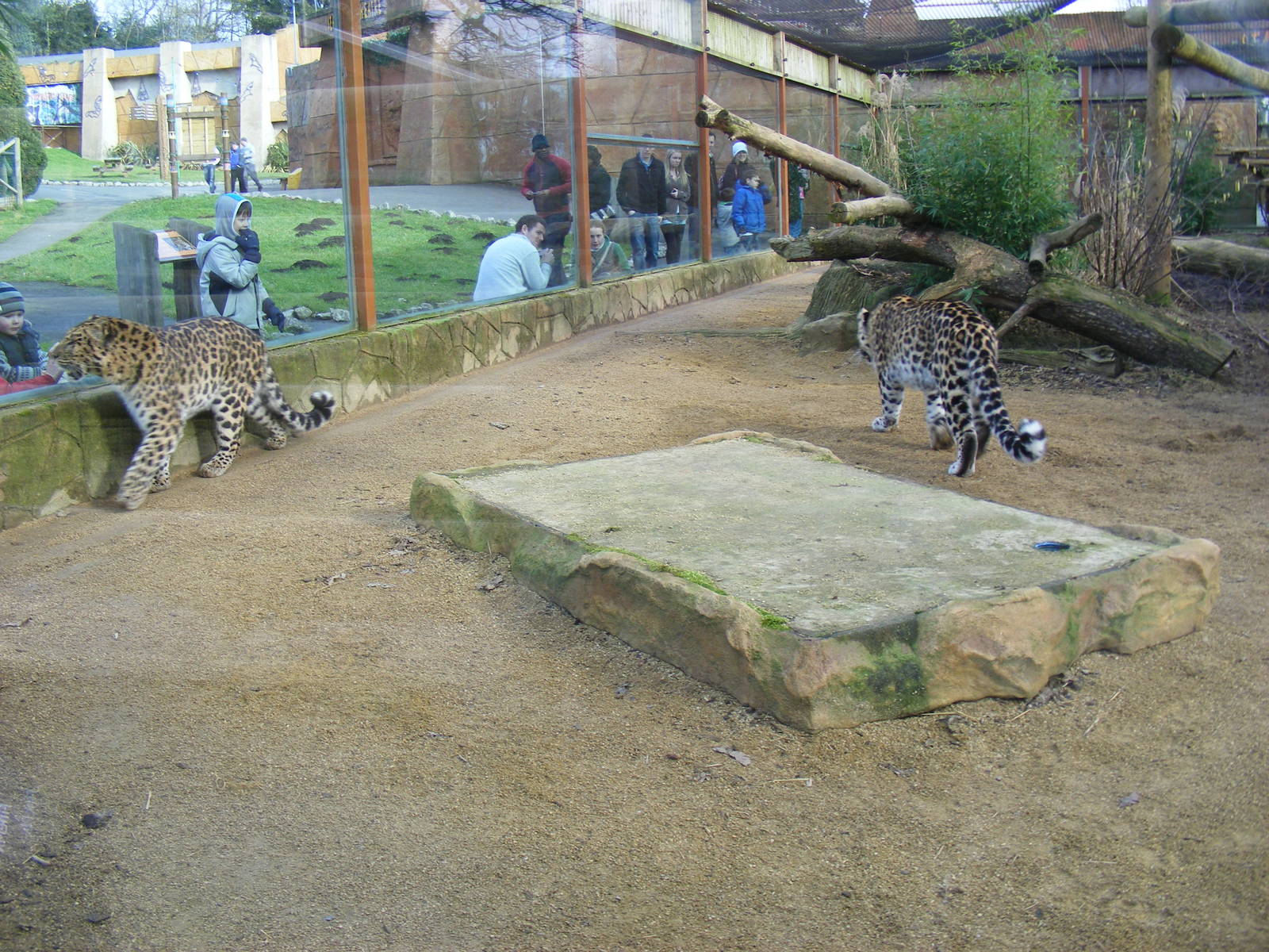Enclosure for Amur leopards at West Midland Safari Park, 13 February 2010
