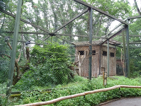 Enclosure for Andean condors (07/22)