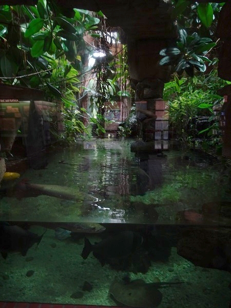 Enclosure for arapaima, oscar, ocellate river stingray etc (07/22)