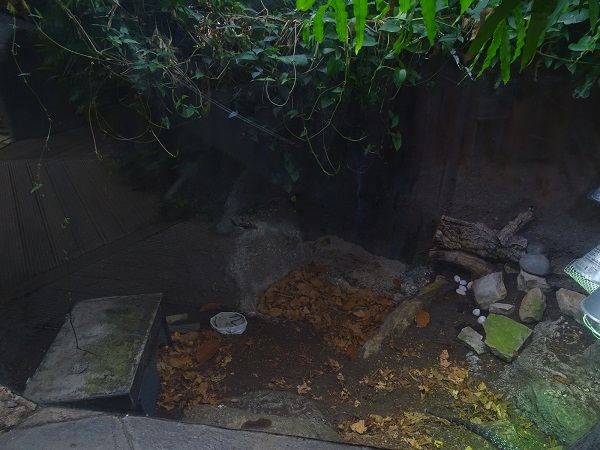 Enclosure for Argentine black-and-white tegu