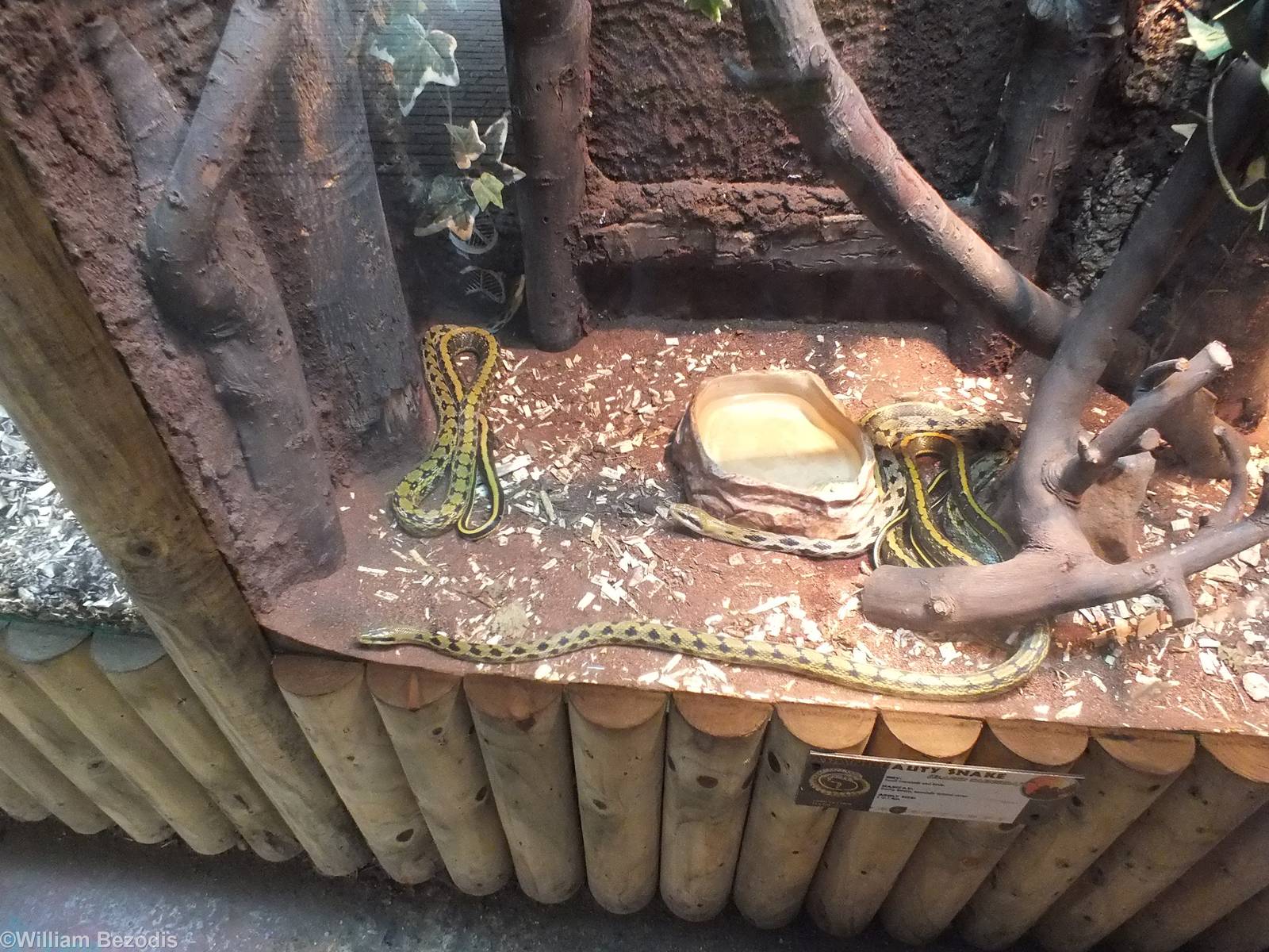 Enclosure for Asian Beauty Snakes