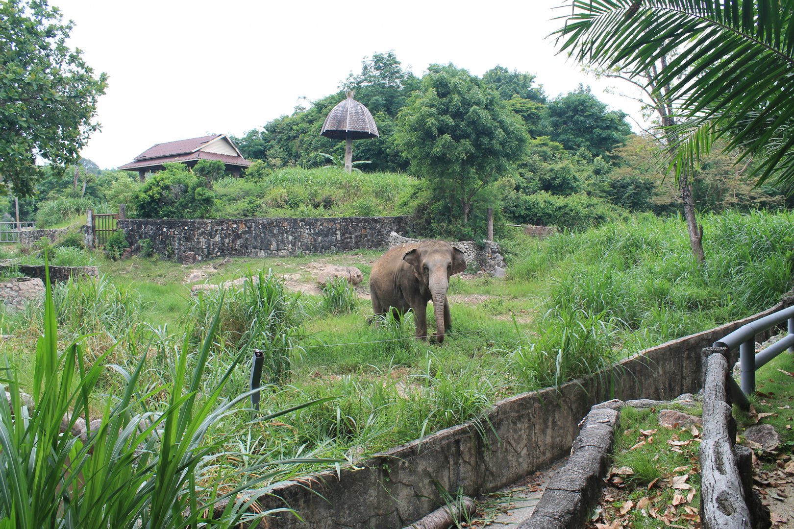 enclosure for Asian Elephants