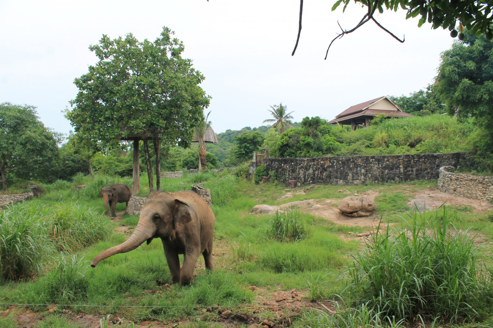 enclosure for Asian Elephants