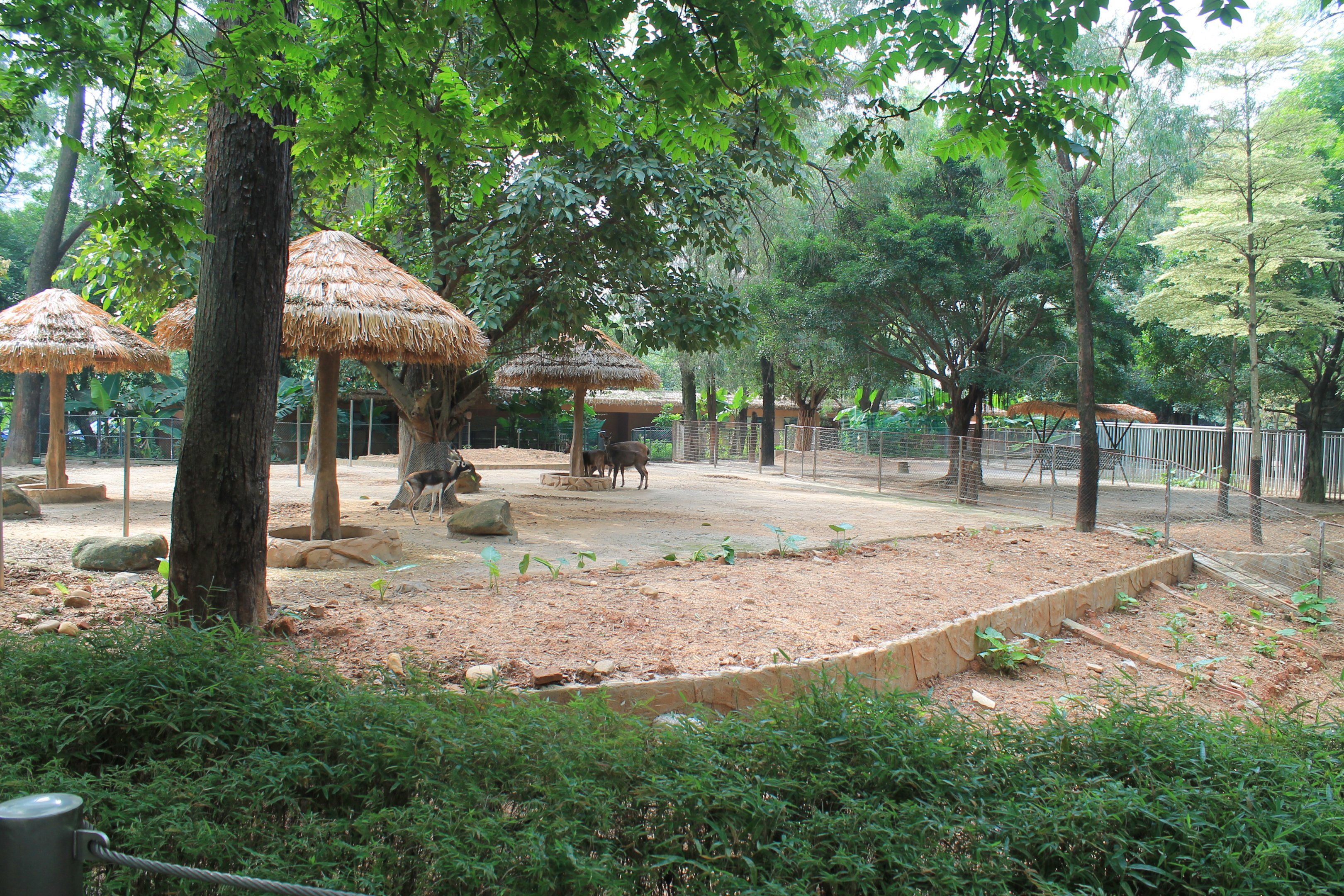 Enclosure for Asian hoofstock