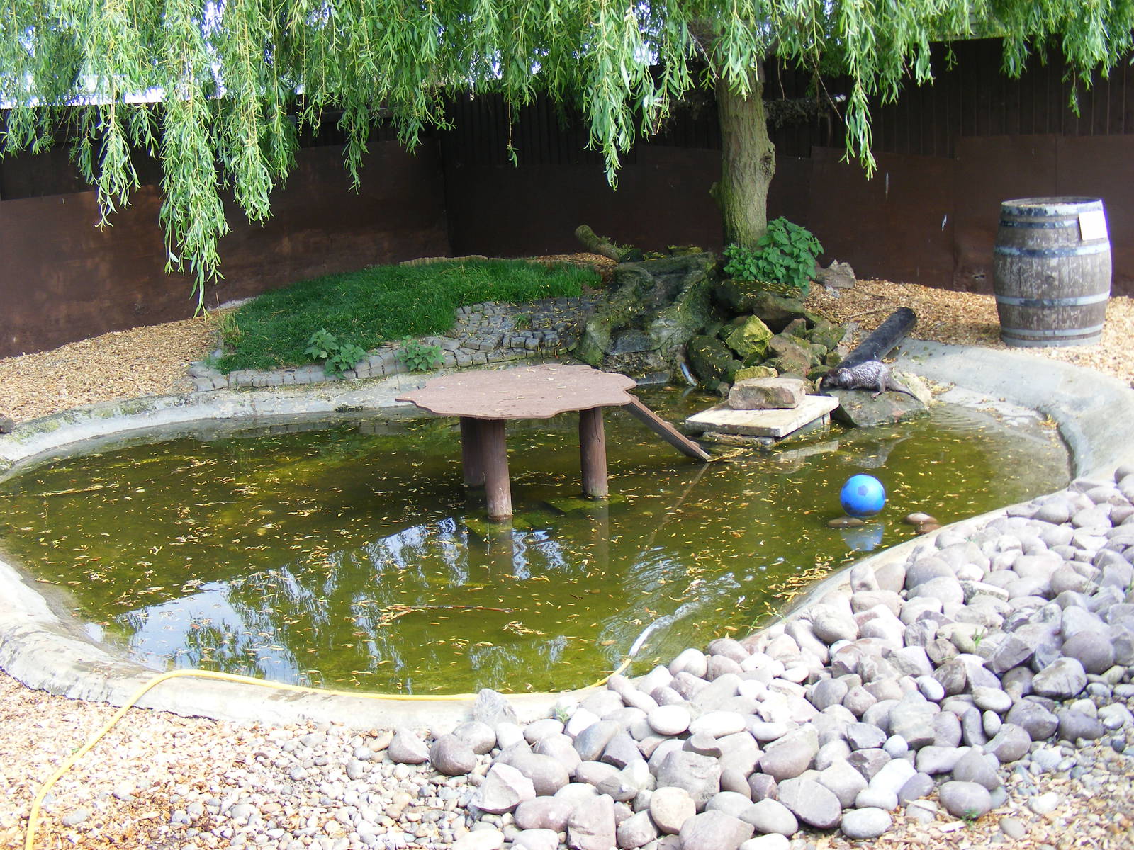 Enclosure for Asian short-clawed otters at The Ark Animal Sanctuary, 22 Apr