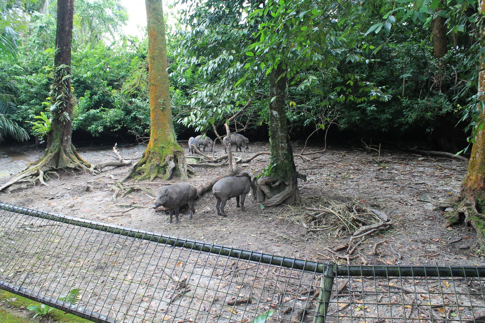 enclosure for Asian Wild Pigs (Sus scrofa vittatus)