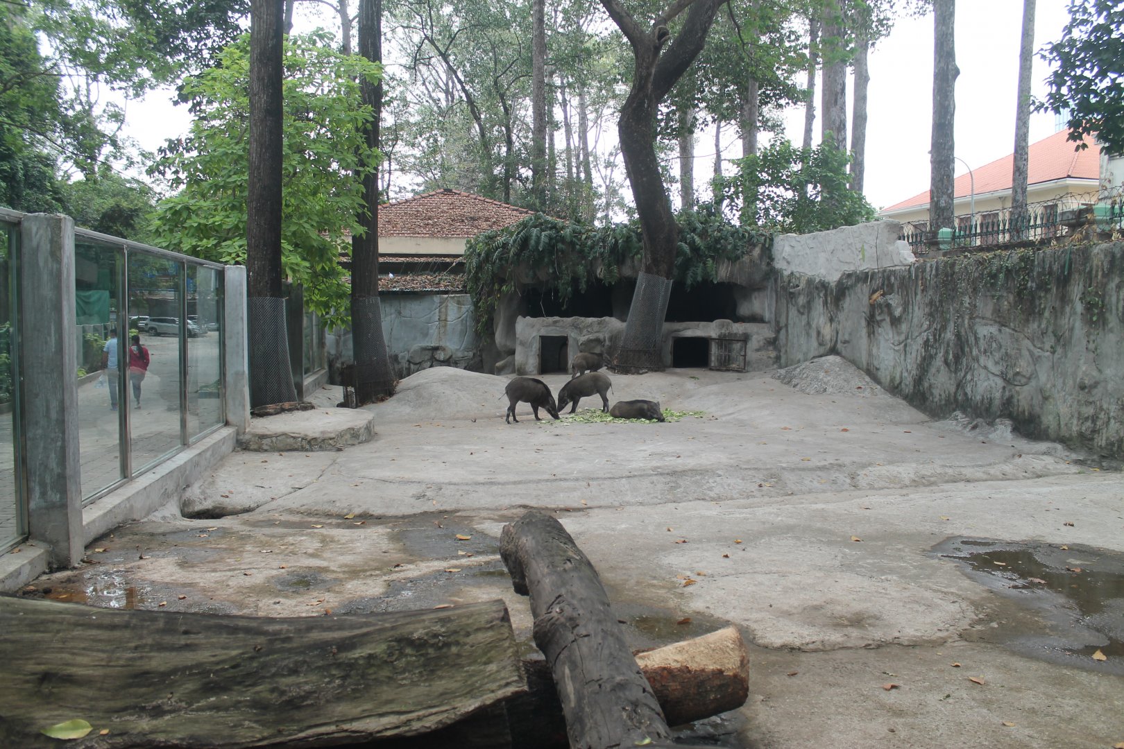 enclosure for Asian Wild Pigs