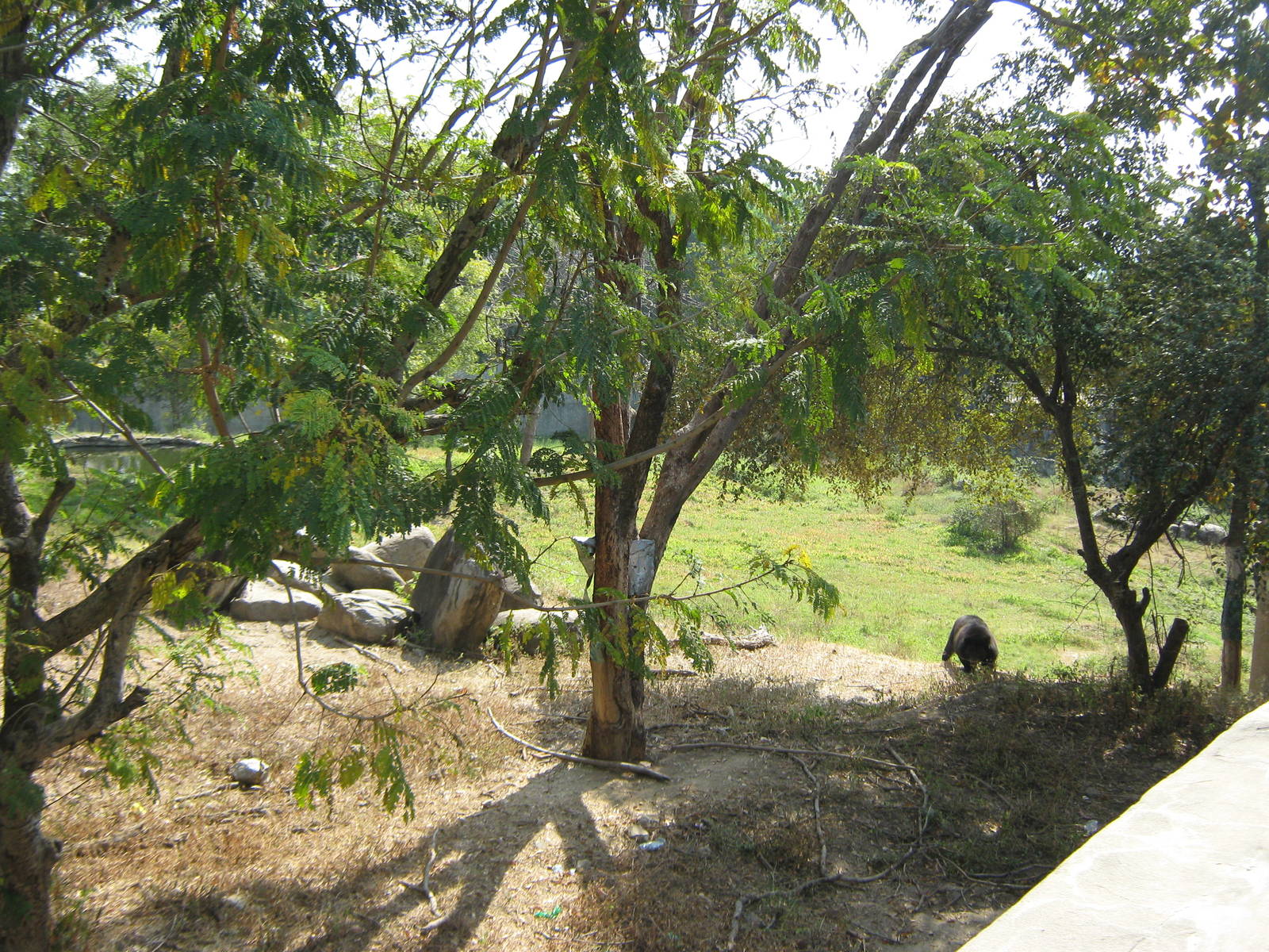 enclosure for Asiatic Black Bear (Ursus thibetanus)
