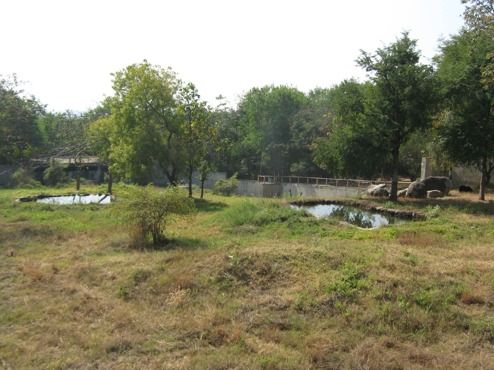 enclosure for Asiatic Black Bear (Ursus thibetanus)