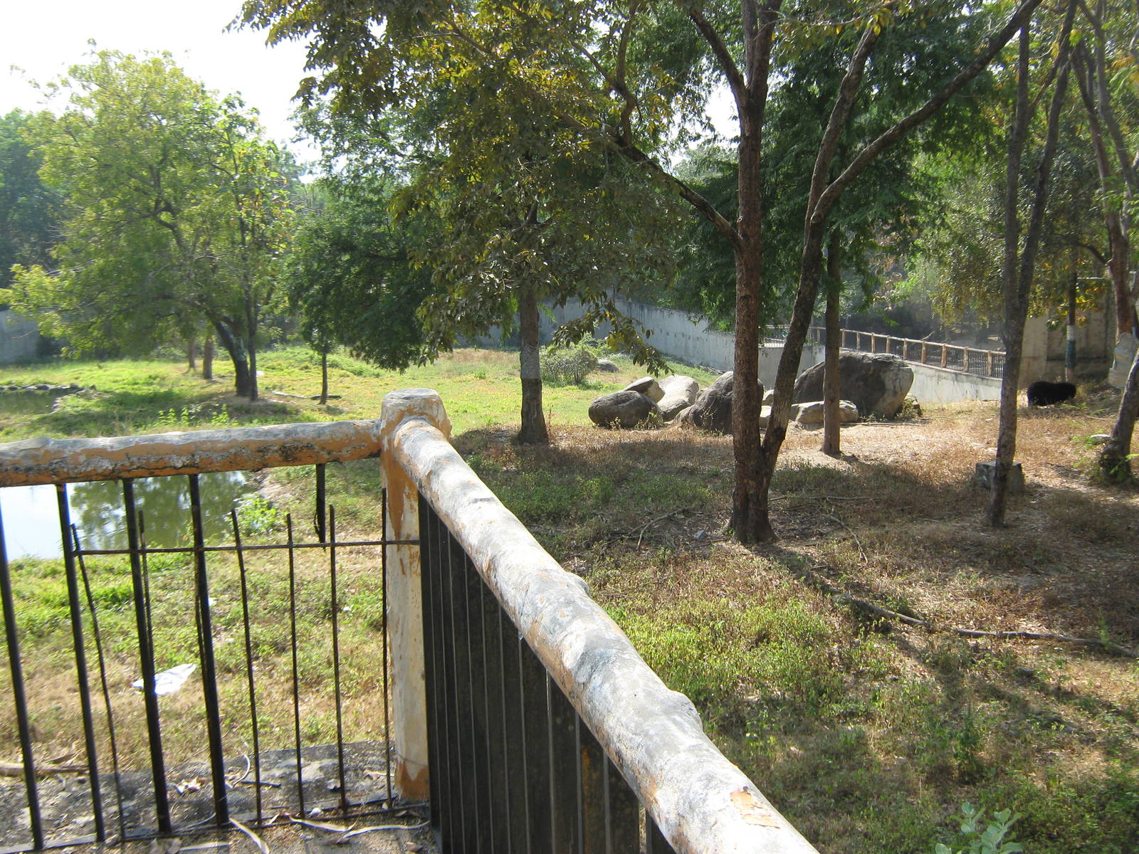 enclosure for Asiatic Black Bear (Ursus thibetanus)