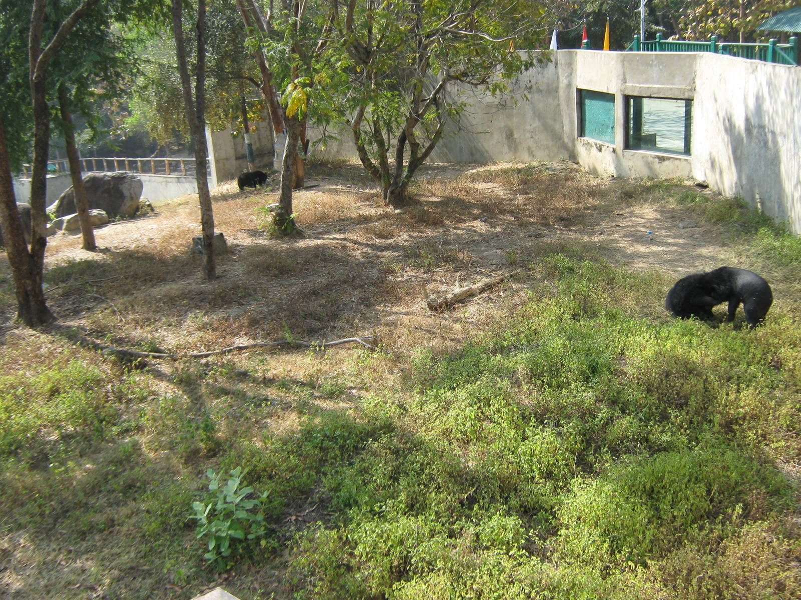 enclosure for Asiatic Black Bear (Ursus thibetanus)