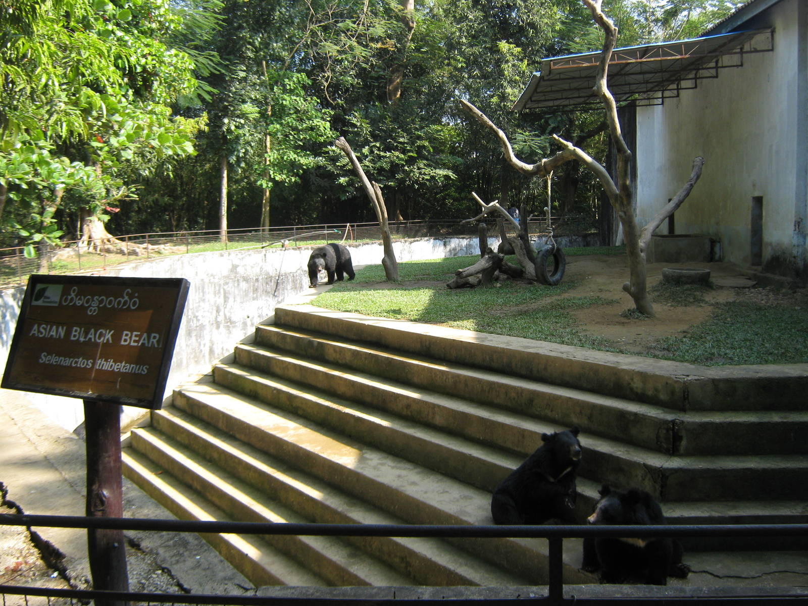 enclosure for Asiatic Black Bears (Ursus thibetanus)