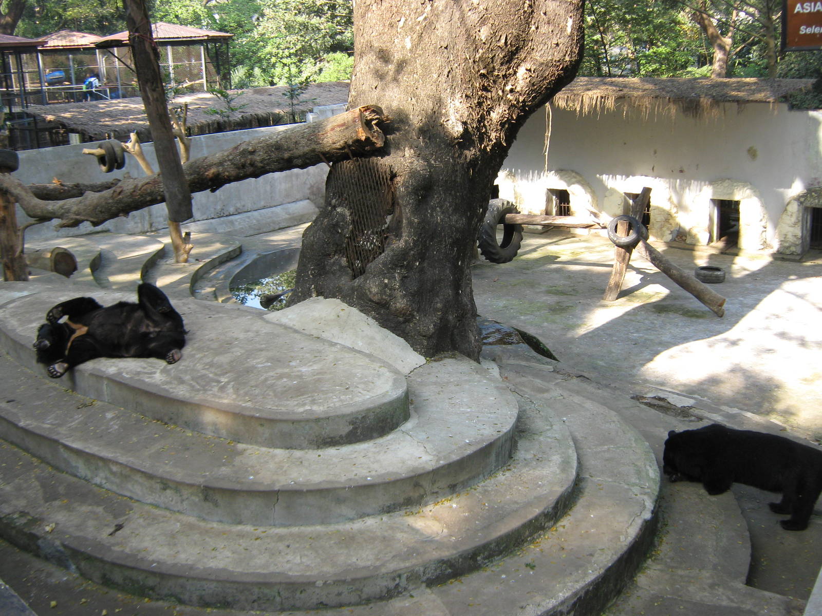 enclosure for Asiatic Black Bears (Ursus thibetanus)