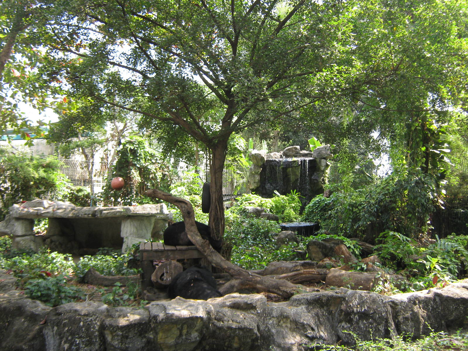 enclosure for Asiatic black bears