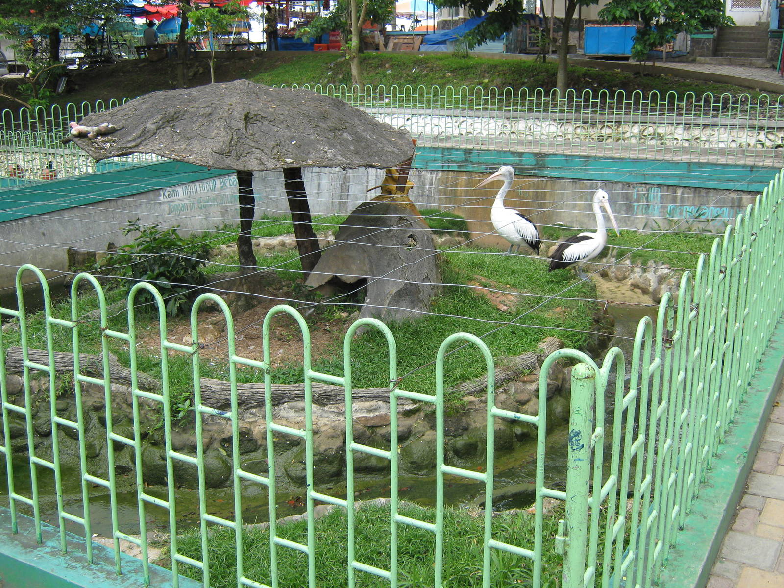 enclosure for Australian pelicans