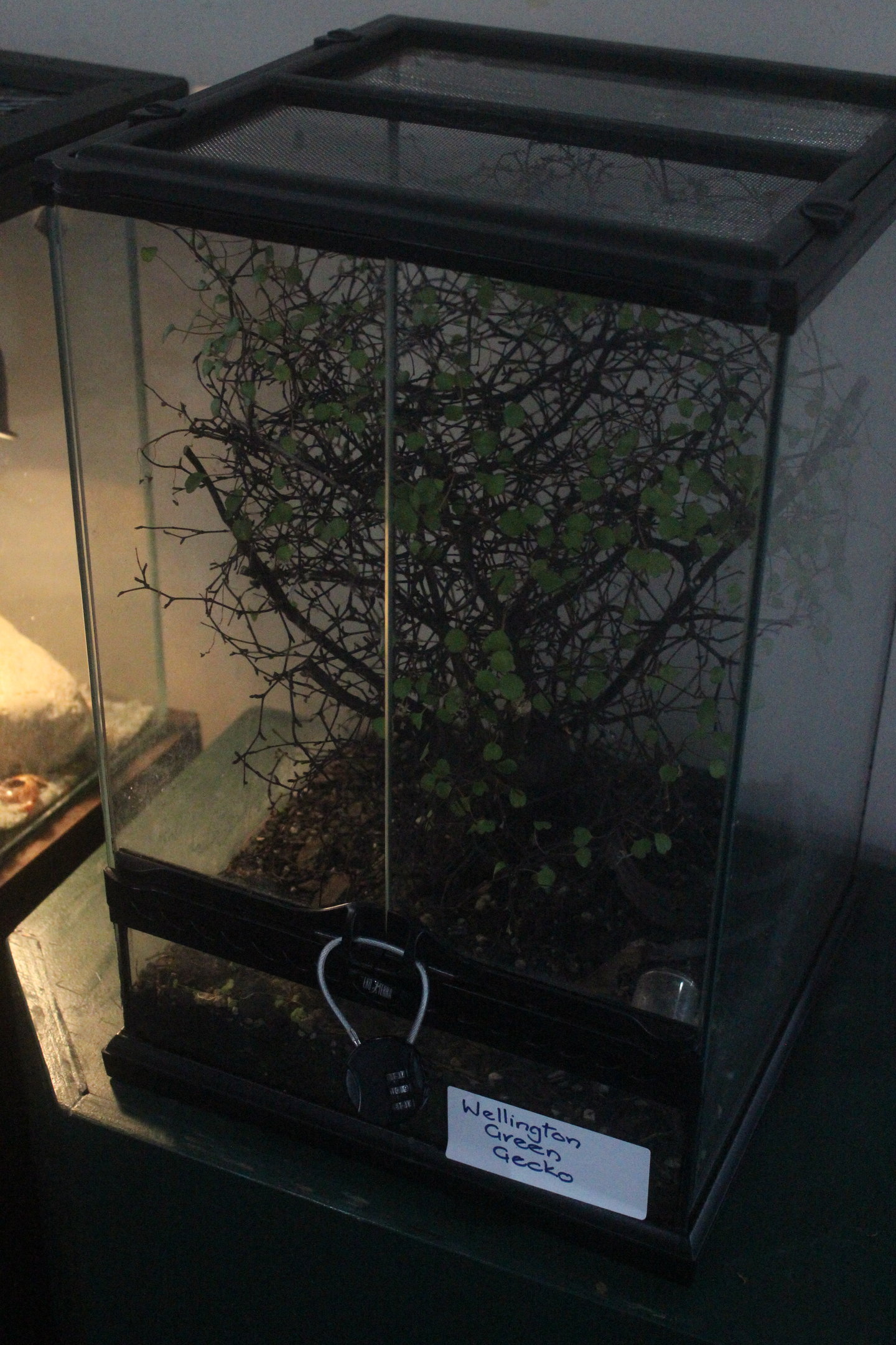 Enclosure for baby Naultinus punctatus, Wildlife Foxton Trust