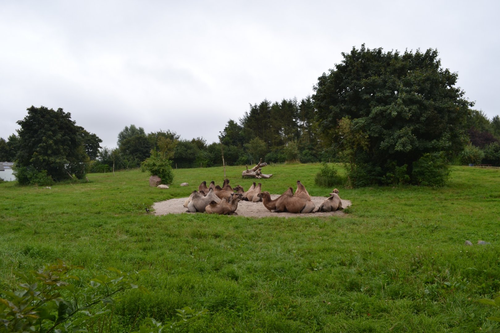 Enclosure for Bactrian camel in Givskud Zoo