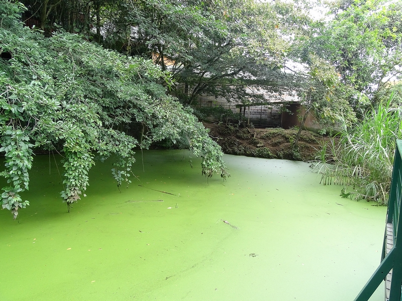 Enclosure for Bairds tapir (and a caiman)