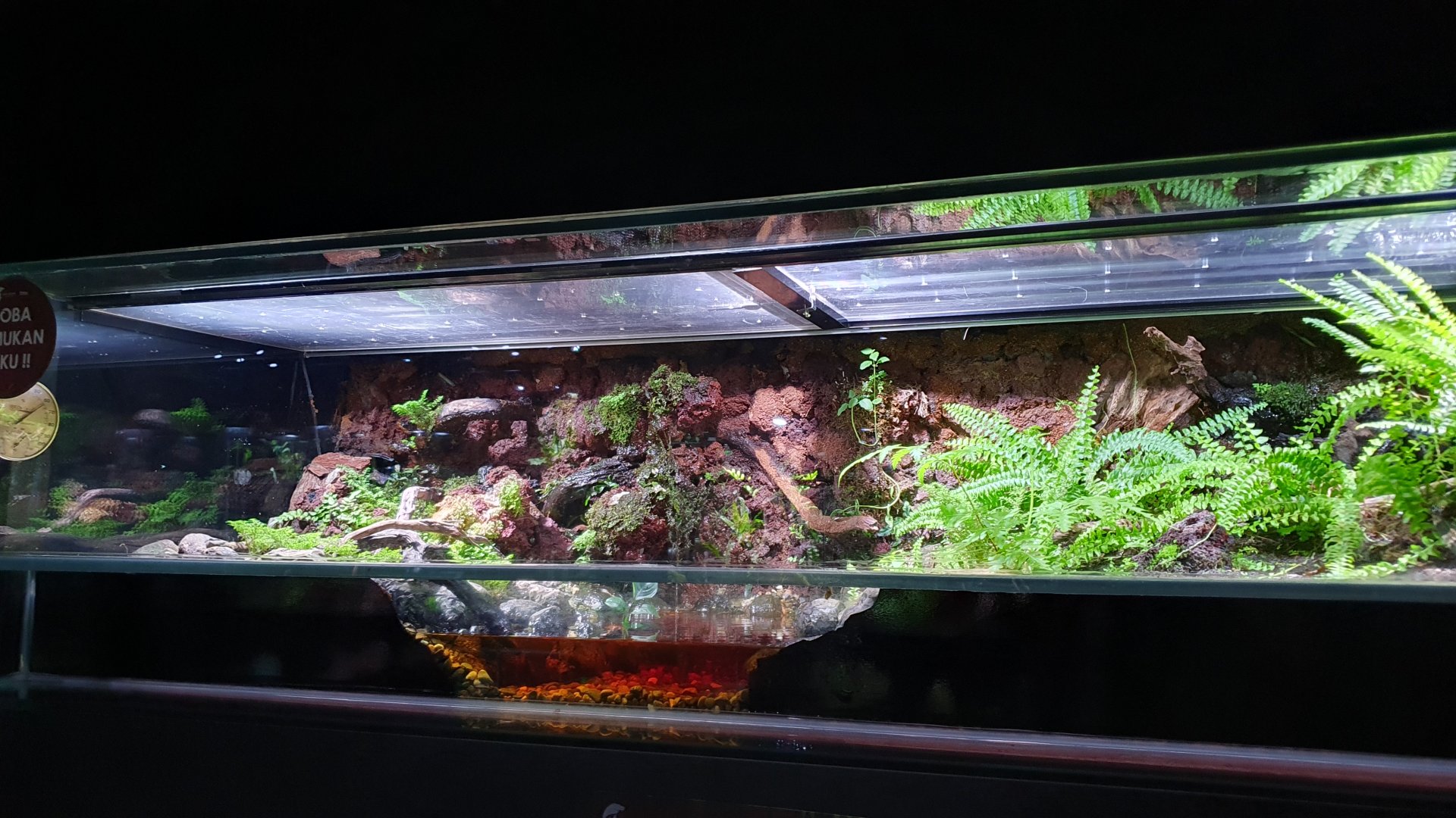 Enclosure for Banded Krait (Bungarus fasciatus) - Museum Komodo