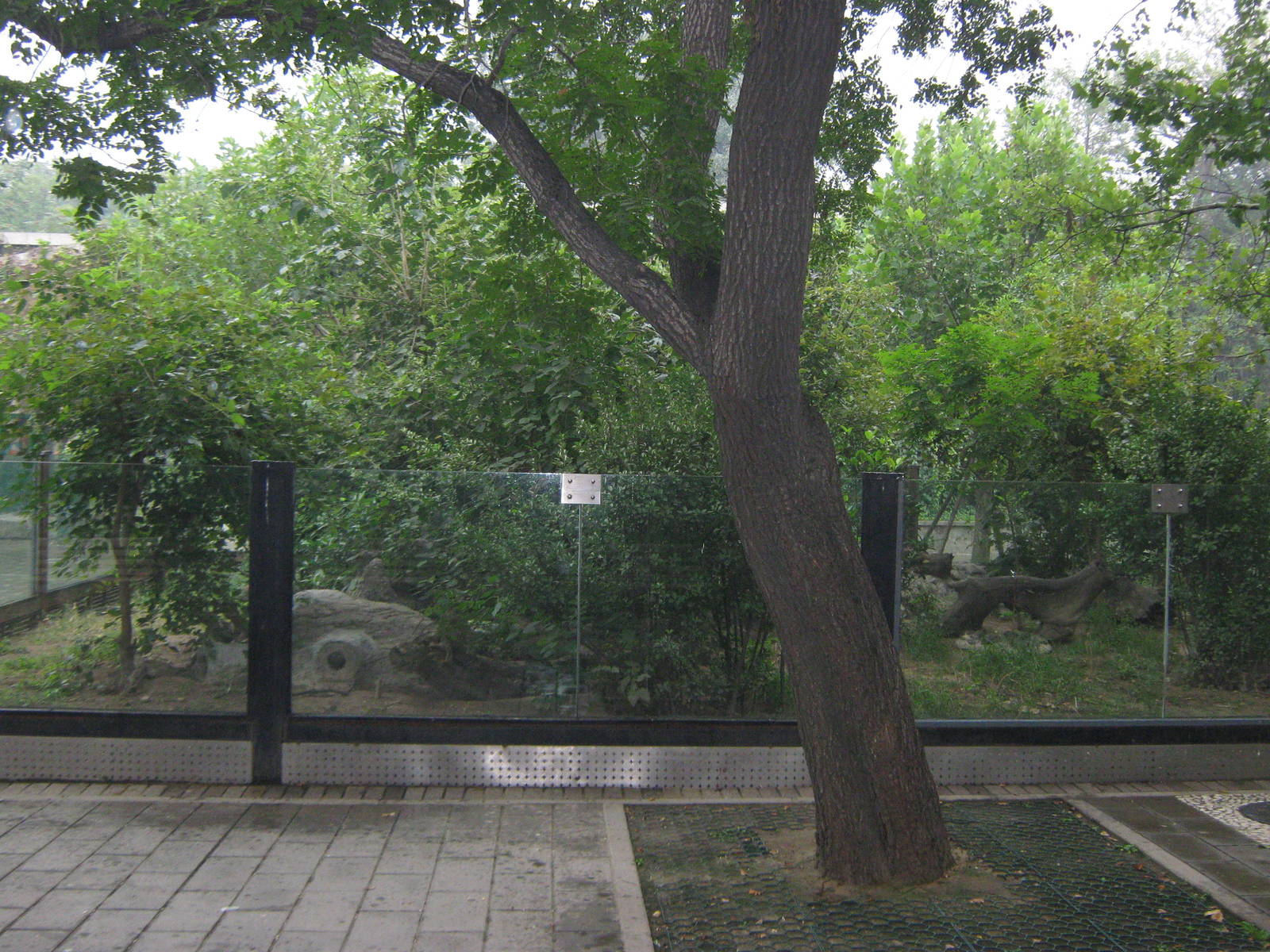 enclosure for banded mongoose (Mungos mungo)