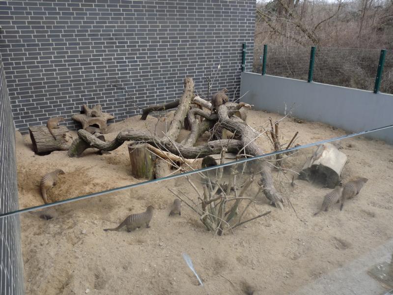 Enclosure for banded Mongoose