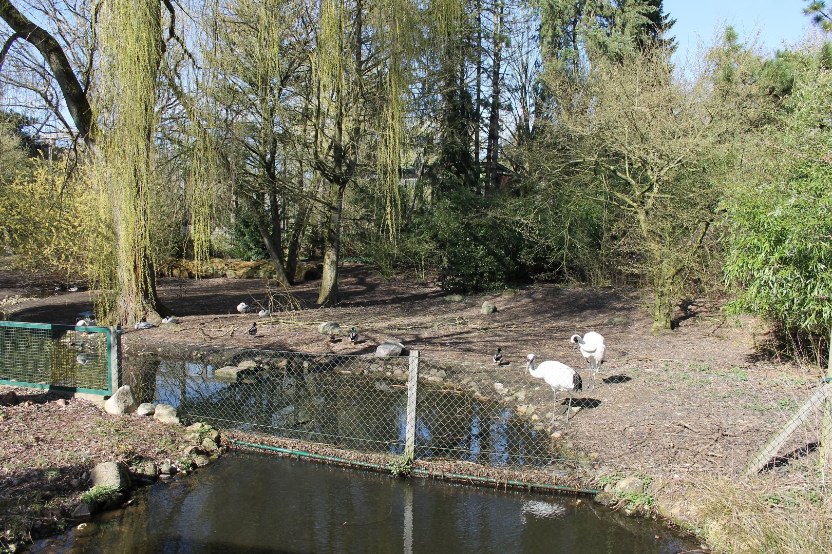Enclosure for Bar-headed geese and Red-crowned cranes (24/3-19)