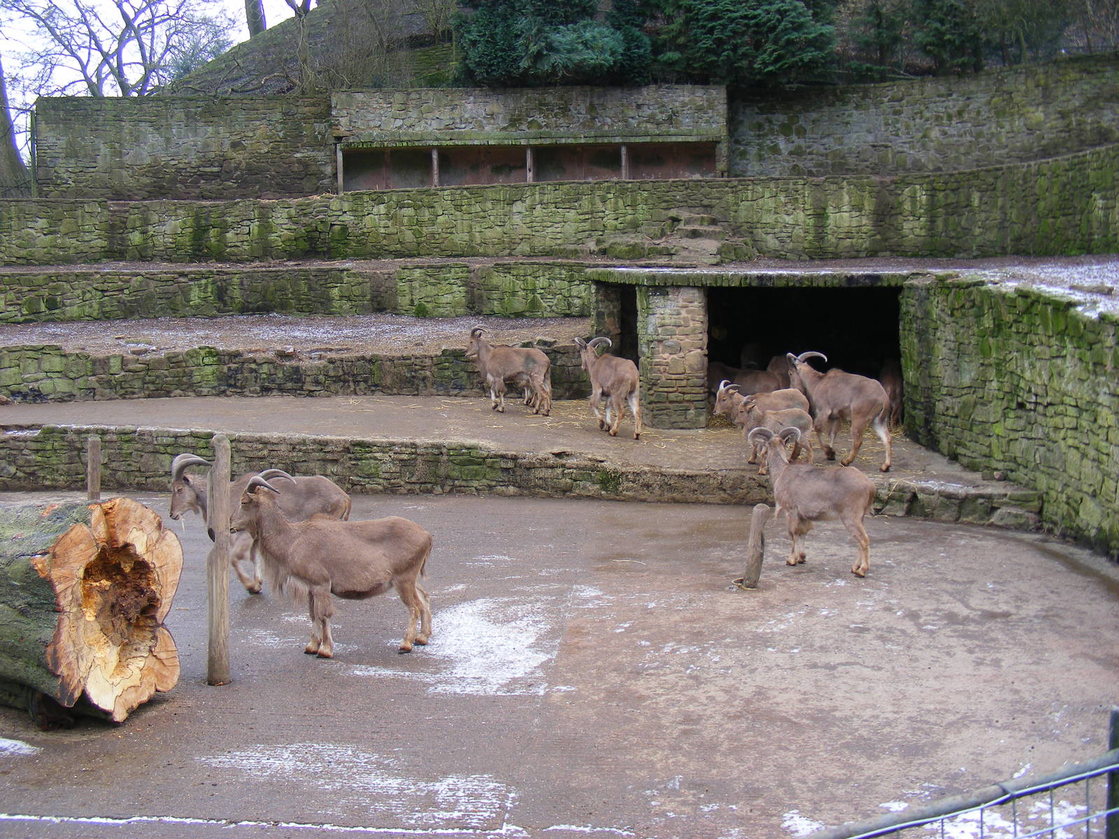 Enclosure for barbary sheep at Dudley Zoo, 12 February 2010