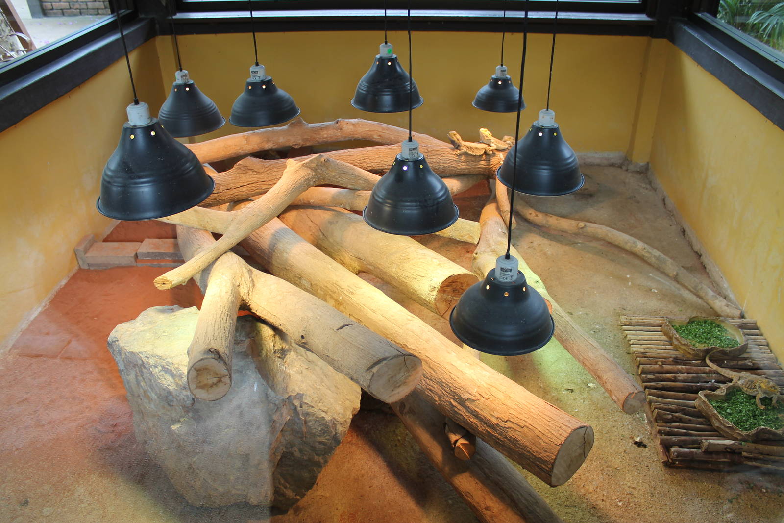 enclosure for bearded dragons (Pogona vitticeps)