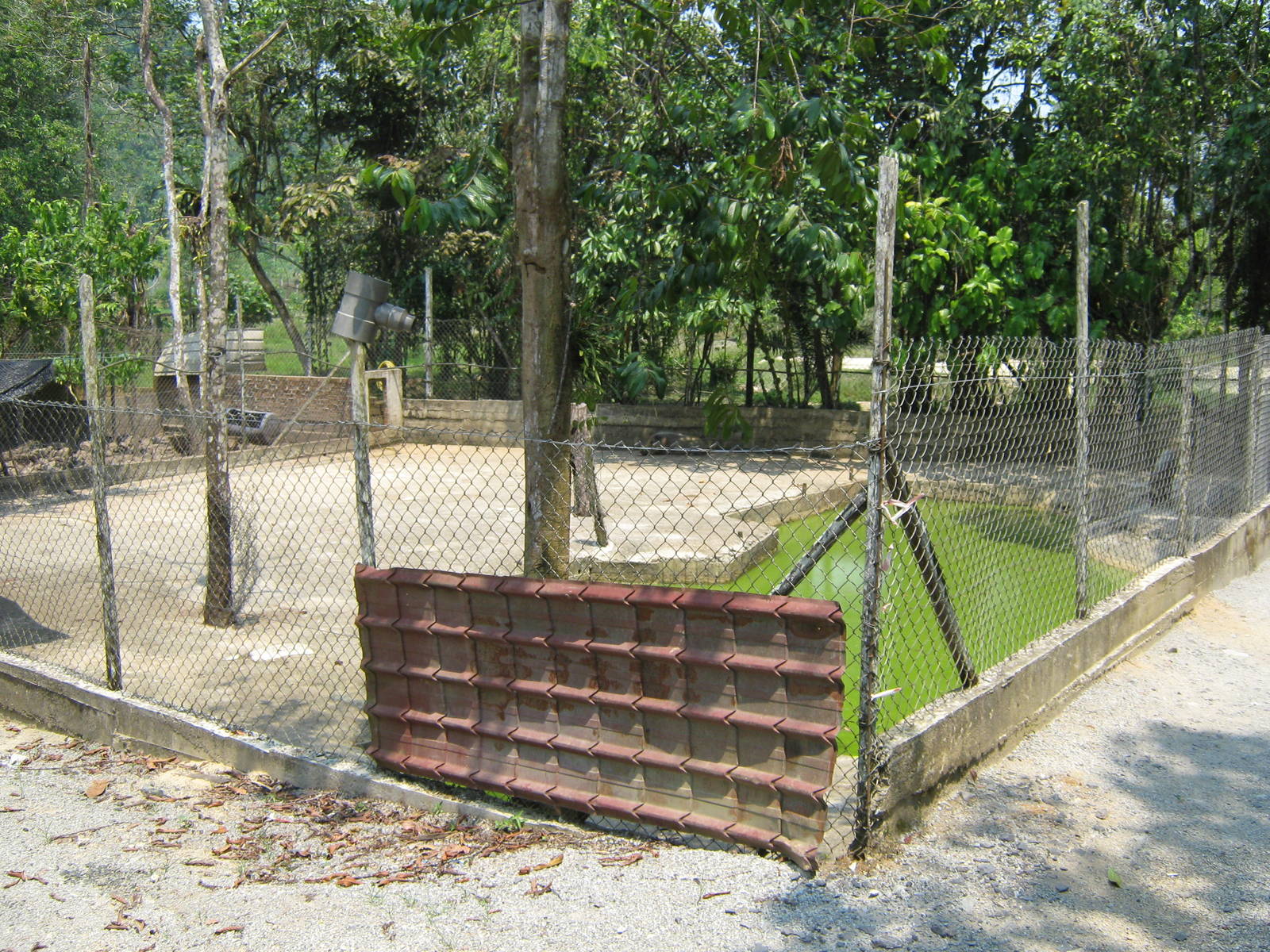 enclosure for bearded pig (Sus barbatus)