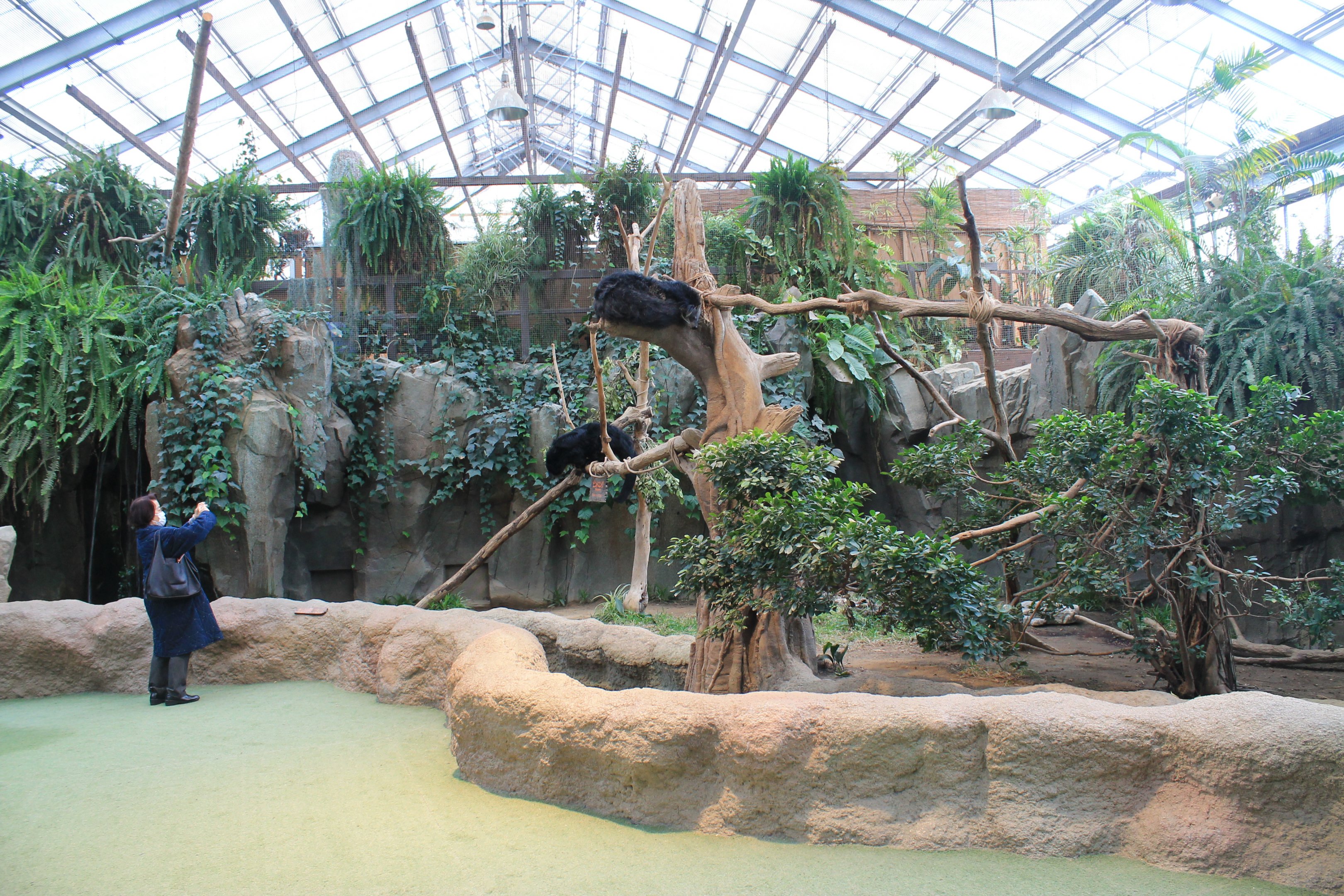 Enclosure for Binturongs (Arctictis binturong)