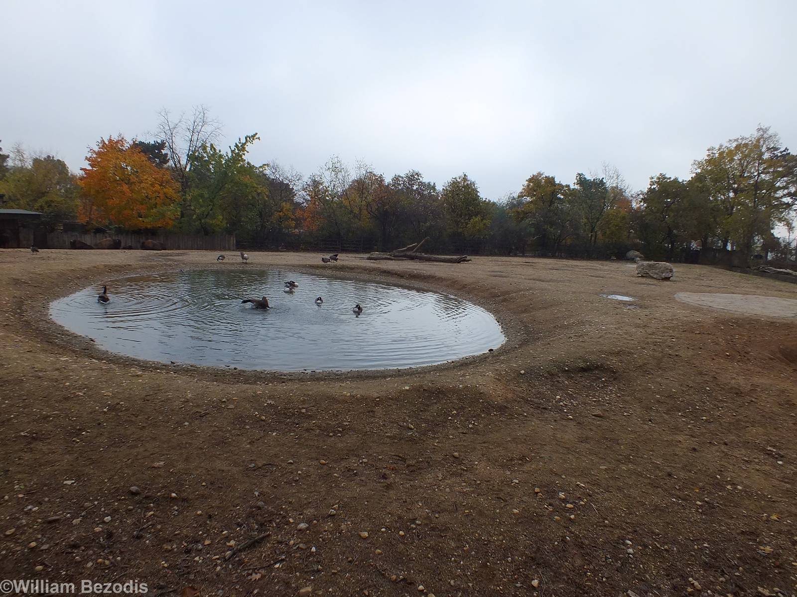 Enclosure for Bison and Canada Geese