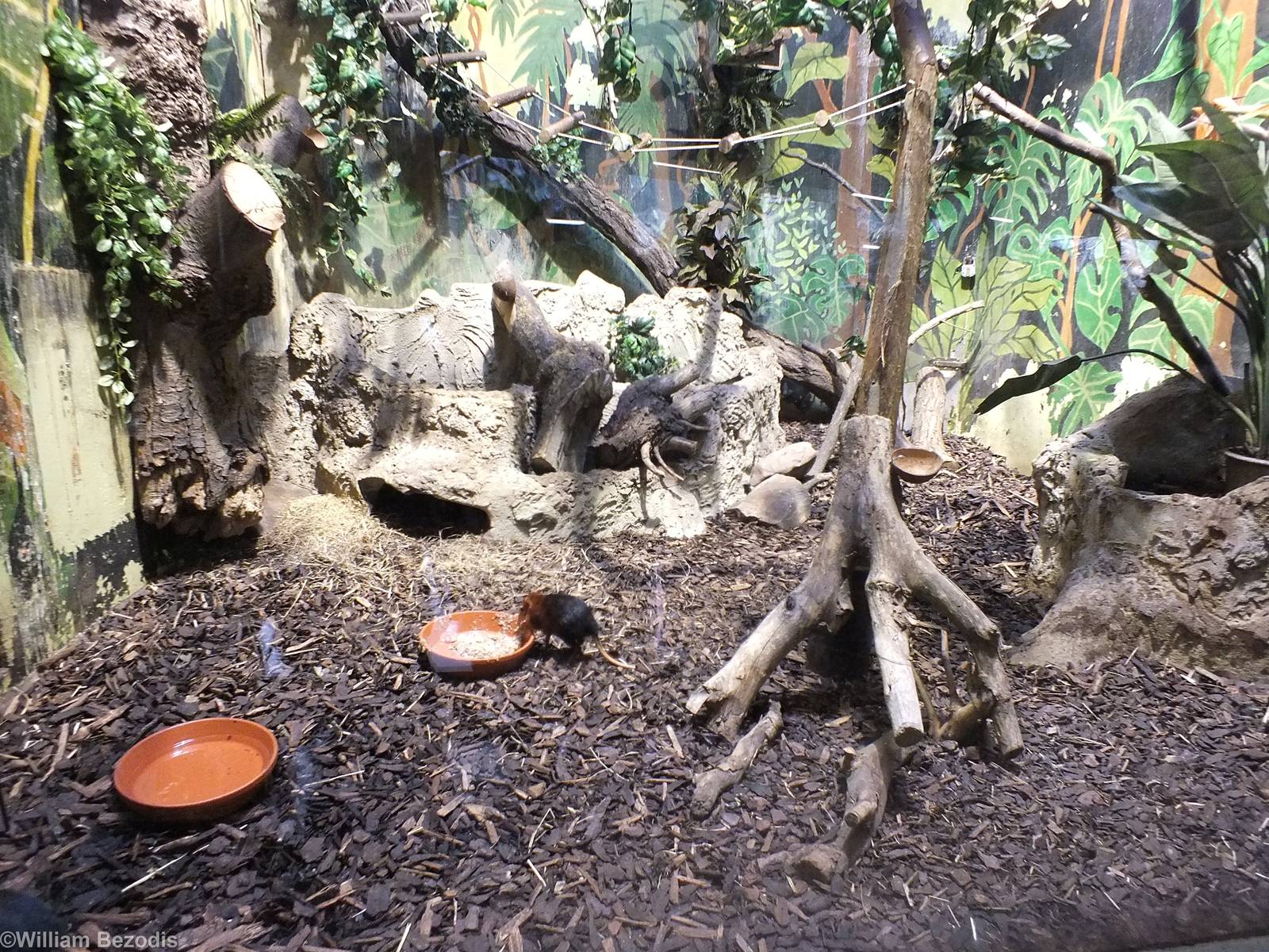 Enclosure for Black-and-rufous Giant Sengi