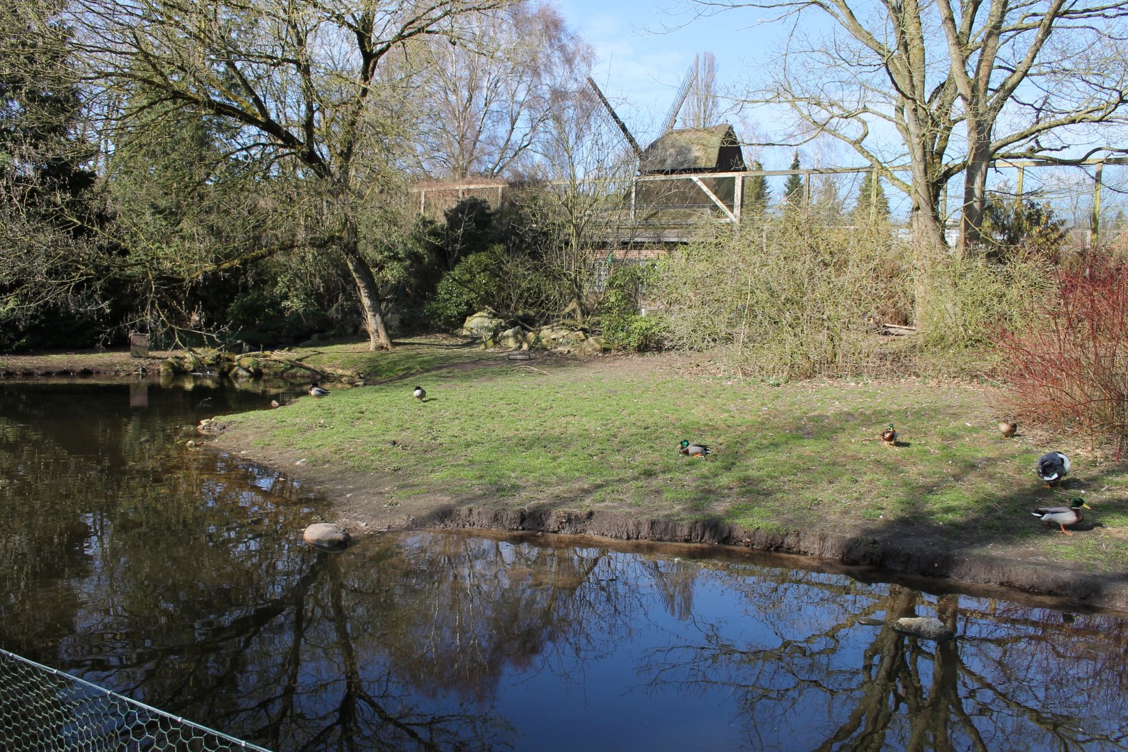 Enclosure for Black crowned cranes and Emperor goose (24/3-19)